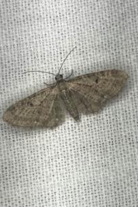 <i>Eupithecia virgaureata</i>