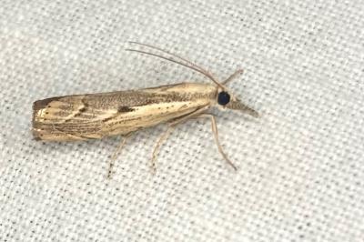 <i>Agriphila geniculea</i>
