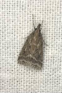 <i>Eudonia pallida</i>