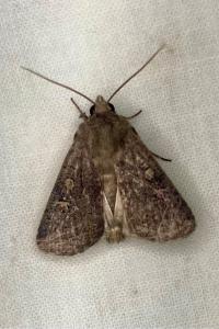 <i>Xestia xanthographa</i>