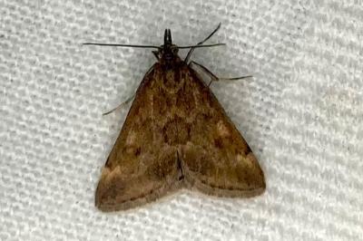 <i>Pyrausta despicata</i>