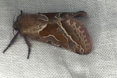 <i>Triodia sylvina</i>