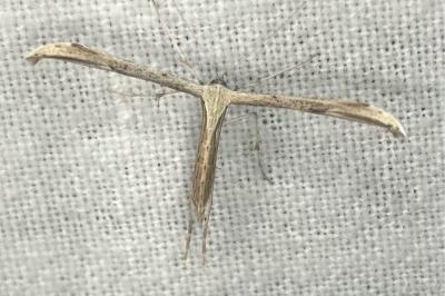 <i>Emmelina monodactyla</i>