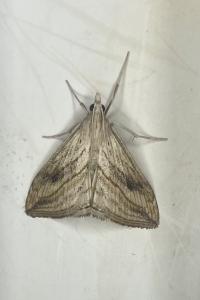 <i>Evergestis forficalis</i>