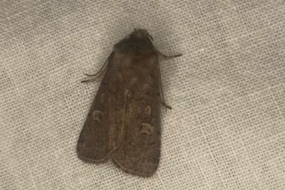 Xestia xanthographa