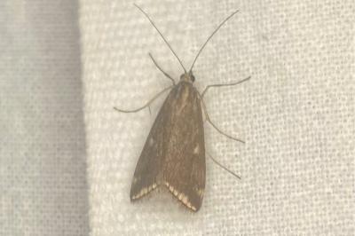<i>Loxostege sticticalis</i>