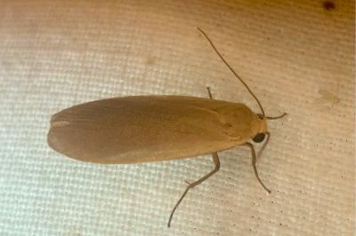 <i>Wittia sororcula</i>