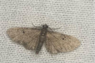 <i>Eupithecia</i>