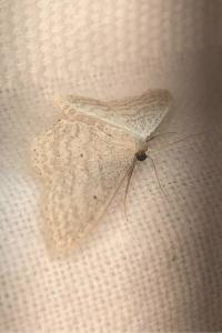 <i>Idaea aversata</i>