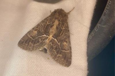 <i>Thalpophila matura</i>