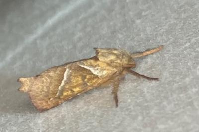 <i>Triodia sylvina</i>