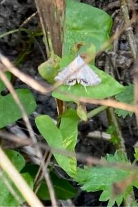 <i>Cataclysta lemnata</i>