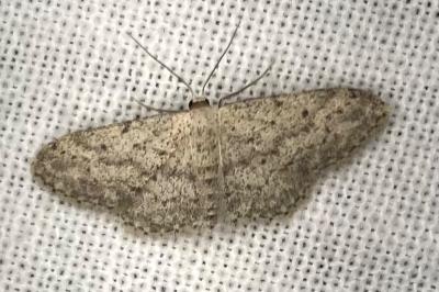<i>Idaea seriata</i>