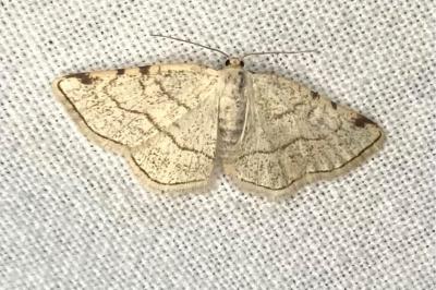 <i>Stegania trimaculata</i>