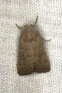 <i>Hoplodrina ambigua</i>