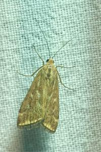 <i>Loxostege sticticalis</i>