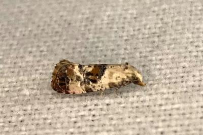 <i>Cochylis hybridella</i>