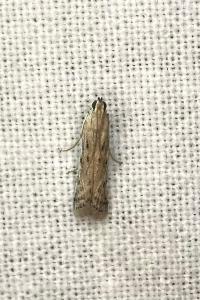 <i>Phycitodes</i>