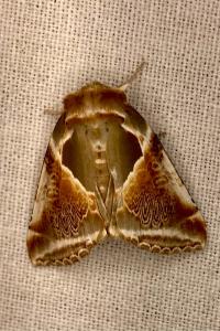 <i>Habrosyne pyritoides</i>