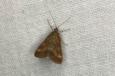 <i>Pyrausta despicata</i>
