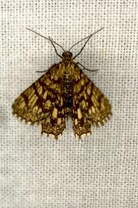 <i>Chiasmia clathrata</i>