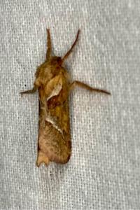 <i>Triodia sylvina</i>