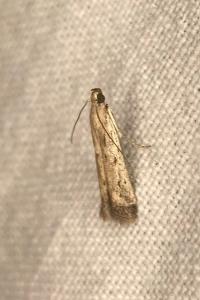 <i>Metzneria lappella</i>