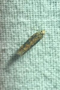 <i>Scrobipalpa ocellatella</i>