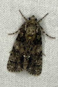 <i>Acronicta rumicis</i>