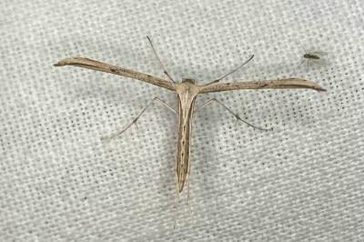 <i>Emmelina monodactyla</i>