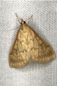 <i>Ostrinia nubilalis</i>