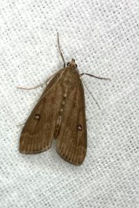 <i>Parapoynx stratiotata</i>