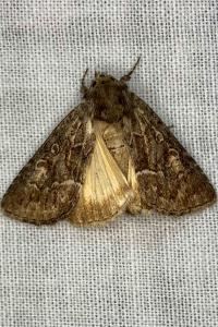 <i>Thalpophila matura</i>