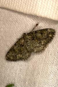 <i>Peribatodes rhomboidaria</i>