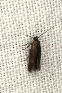 <i>Scythris</i>