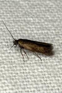 <i>Scythris</i>