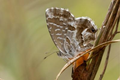 <i>Cacyreus marshalli</i>