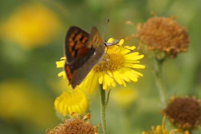 <i>Lycaena phlaeas</i>