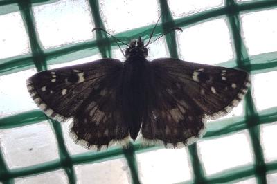 Pyrgus armoricanus