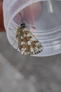 <i>Pyrgus armoricanus</i>