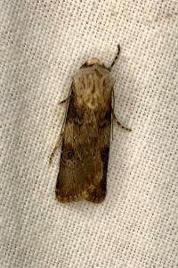 <i>Agrotis puta</i>