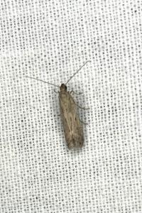 <i>Phycitodes</i>