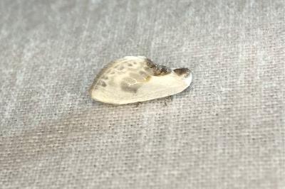 <i>Cilix glaucata</i>