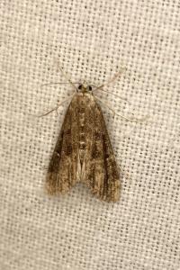 <i>Parapoynx stratiotata</i>
