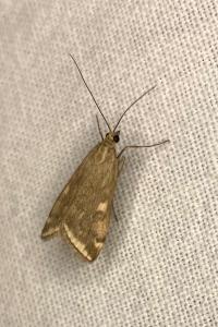 <i>Loxostege sticticalis</i>