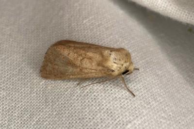 <i>Mythimna ferrago</i>