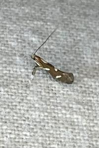 <i>Calybites phasianipennella</i>