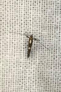 <i>Calybites phasianipennella</i>