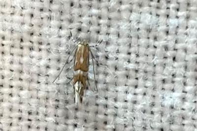 <i>Phyllonorycter insignitella</i>