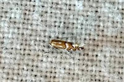 <i>Phyllonorycter insignitella</i>